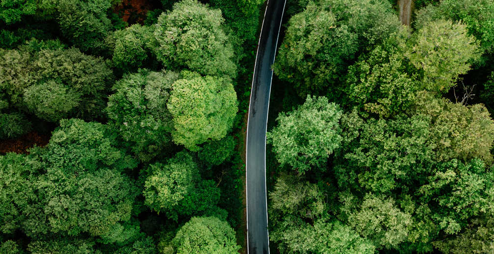 Top View Of Green Forest And Asphalt Road