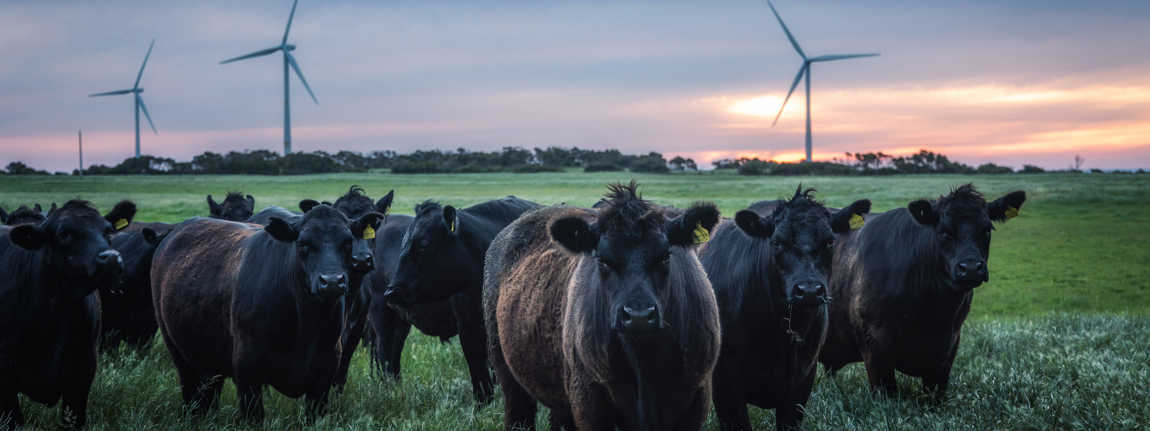 Beautiful View Of Herd Of Cows On A Farm