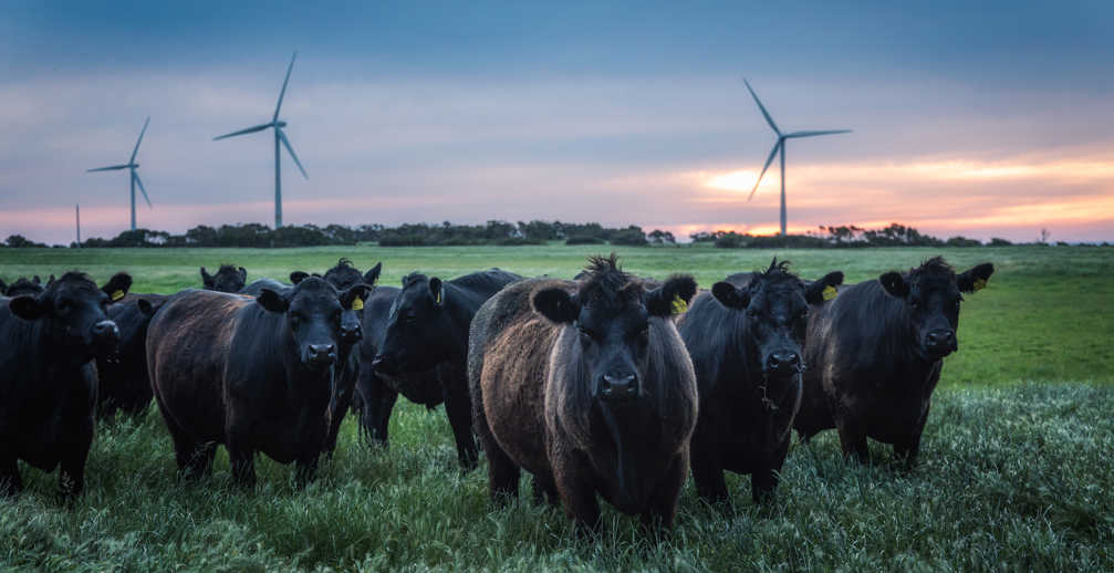 Beautiful View Of Herd Of Cows On A Farm
