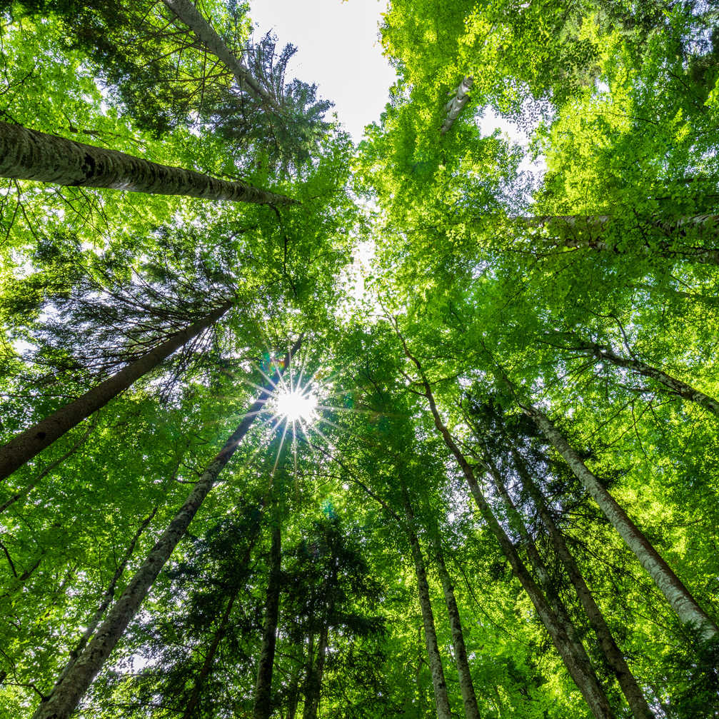 Sun 2025 03 08 05 12 09 Utc